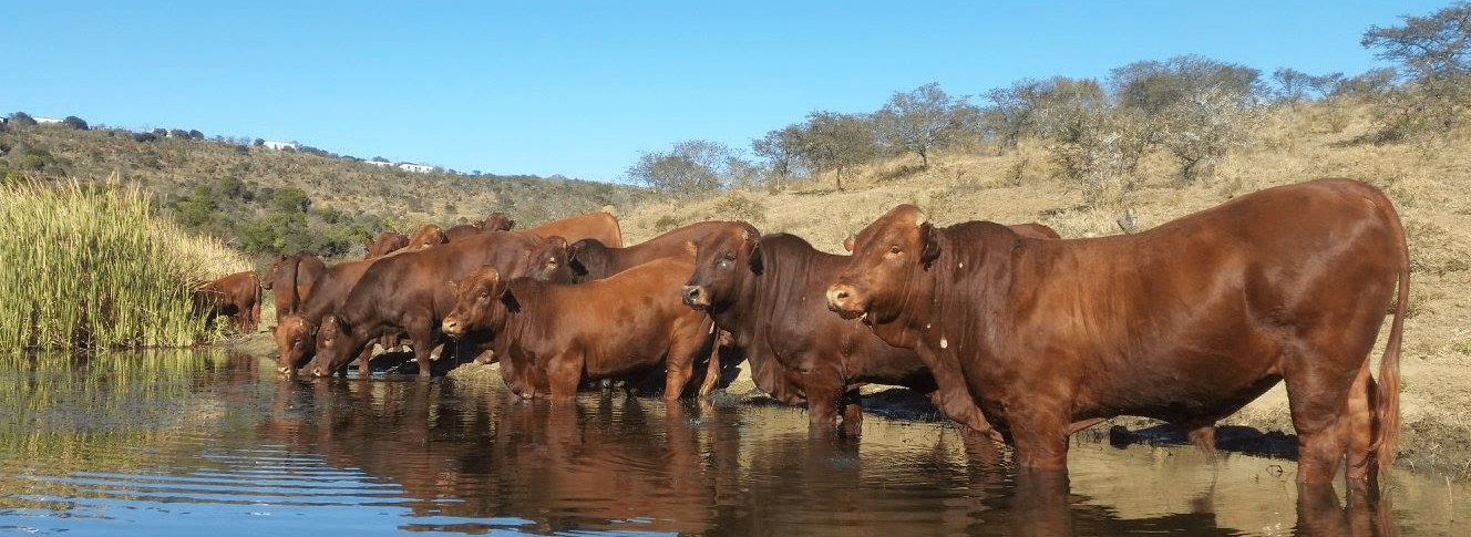 Contact Frontier Bonsmaras - Livestock Auctions