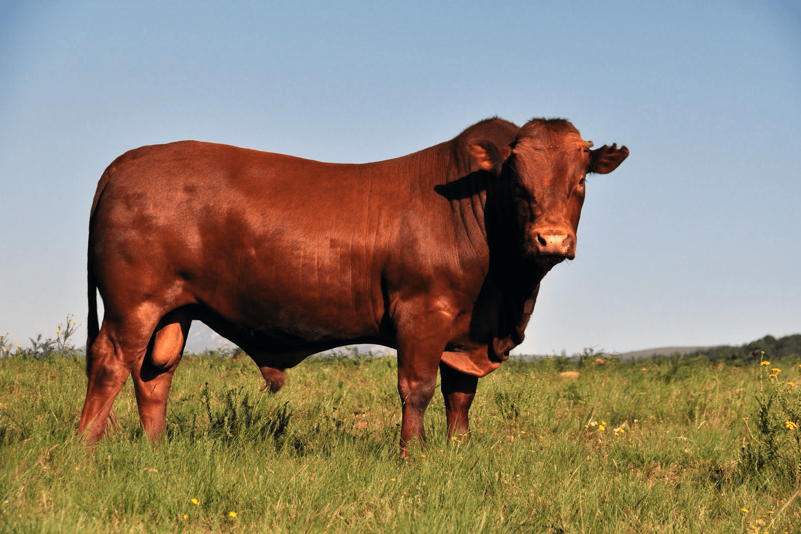 Frontier Bonsmaras Cattle Breeders - Livestock Auctions