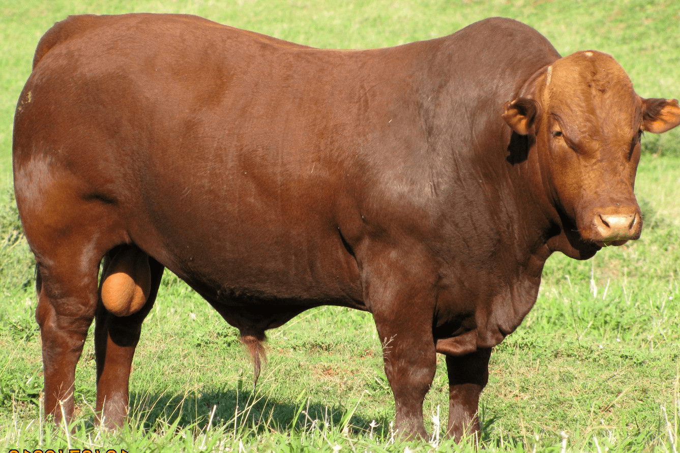 Frontier Bonsmaras Livestock Breeders - Cattle Auctions