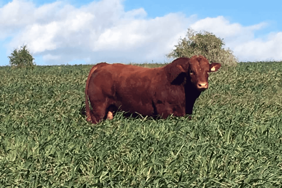 Frontier Bonsmaras Stud Breeders - Cattle Auctions
